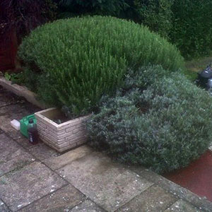 trimmed bush